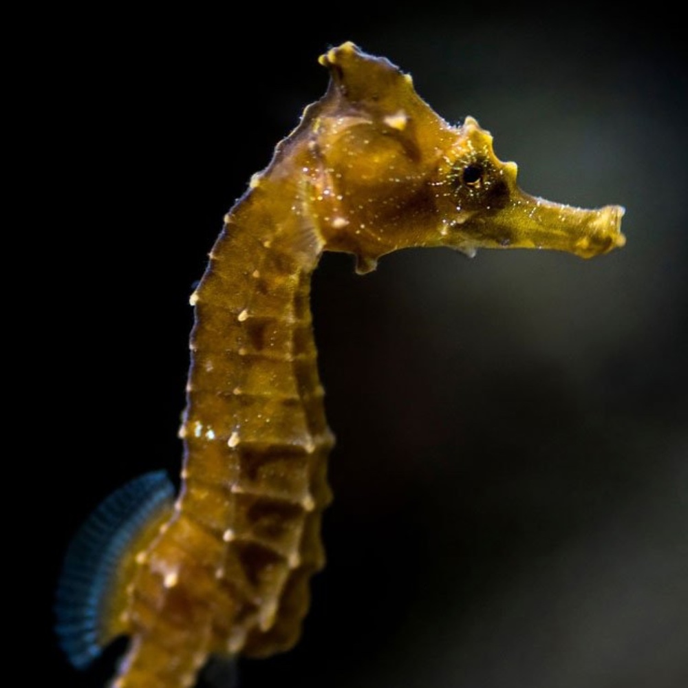 Meet your Posher, Sm